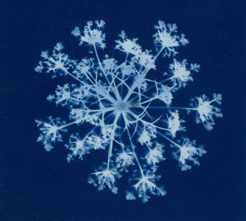 Queen Anne’s Lace /// Original Cyanotype Upstate NY | Summer 2020Created by me (dcci) with Jacquard 