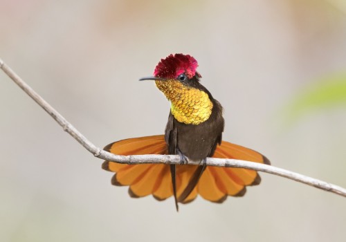 shiny-and-sparkling-birds:Ruby-topaz Hummingbird (Chrysolampis mosquitus)© Ciro Albano