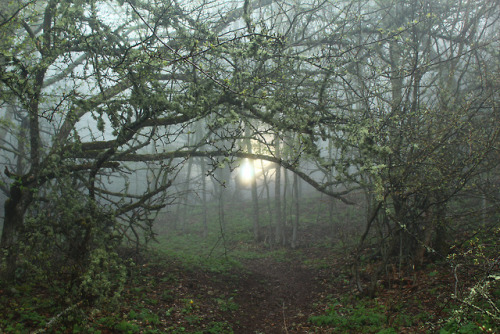 90377: Misty forest (Туманный лес) by Александр Леоненко