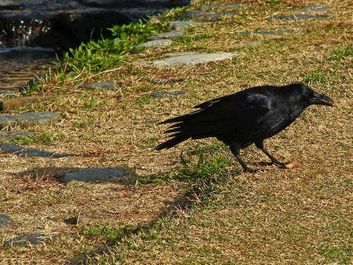 kinkurohajiro:2 dec. 2014(火) crows @ Kamogawa , Kyoto.  1&2,9&10; Carrion Crow adults 3&4; Jungle Crows, 5-8; young Carrion Crows.