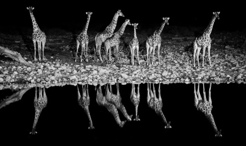 cosascool: Giraffe  