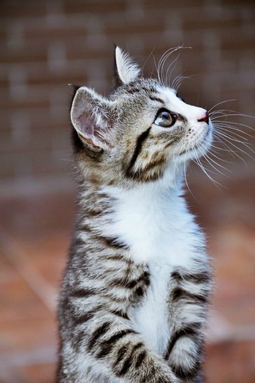 I love animals