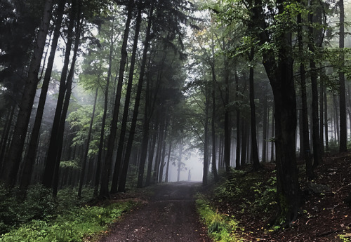 Leshy in the Owl Mountains&hellip;?