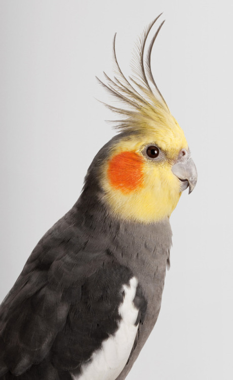 lord-kitschener: culturenlifestyle: Expressive Bird Portraits That Give Us a Glimpse of Their Colorf