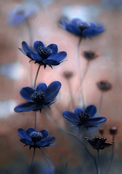 crescentmoon0666:  Mandy Disher….. 