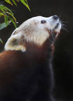 sdzoo:  The right profile by Ion Moe 