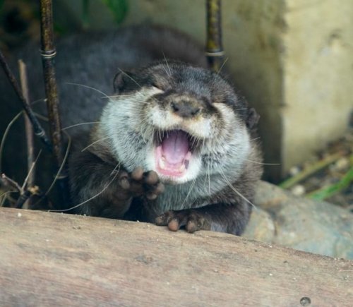 あくびって可愛いですよね あくびの時は口をもぐもぐ？させるからがチラ見えするのも良い では今日はこれだけ おやすみなさい✨ #東山動植物園 t.co/yeMCyG2jcQ