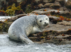 funkysafari:  Harbor Seal ;) Pigeon Point, California by Jerry Ting 