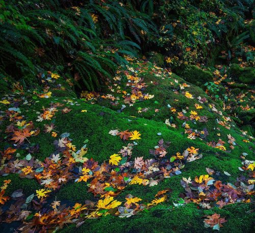 Green shag carpet by Mother Nature . . . . . . #fallcolors #fall #autumn #fallvibes #autumnvibes #na