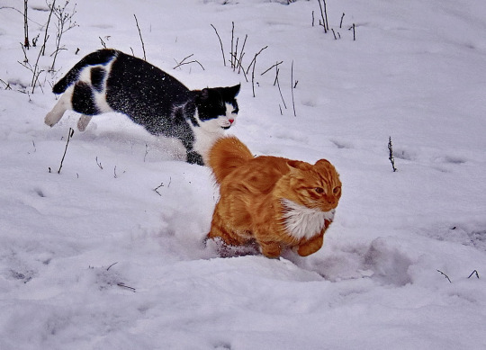 mostlycatsmostly:  (via fotokto)