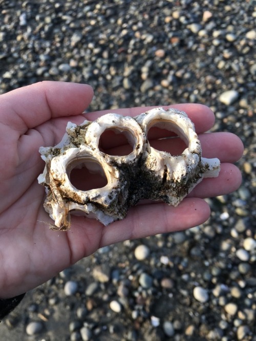 thecosmicjackalope:snakesandkittens:I picked up this trio of barnacles on the beach today because th