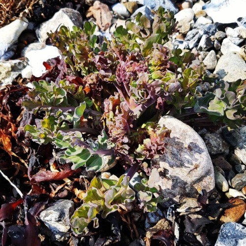 Sea Kale (Crambe maritima), a fine example of a halophyte.