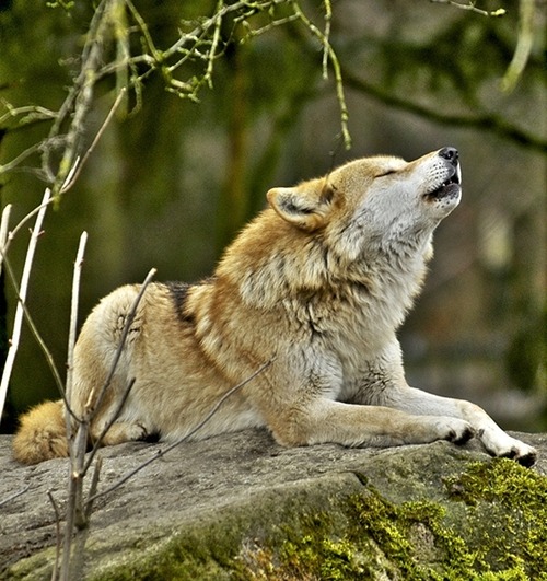 XXX owakolf:  Nature Blog photo