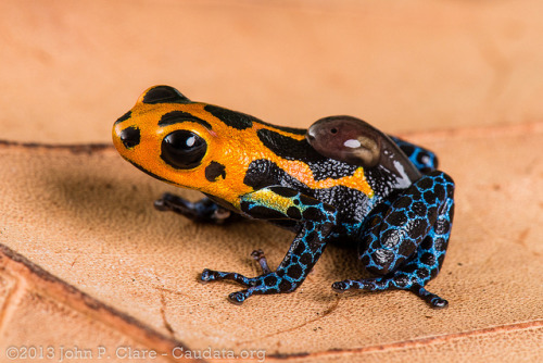 amphibian-time:  Ranitomeya imitator by John P Clare on Flickr. 