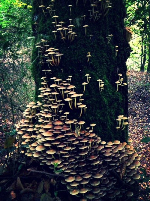 lelespeaks: Today has been emotional. But the highlight was coming across these cute lil shroomys gr