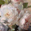 rosaartist