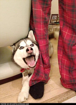 aplacetolovedogs:  Ermahgerd!! Lergs in flernnel perjermers! Happy Husky, always sooooooo excited! For more cute dogs and puppies