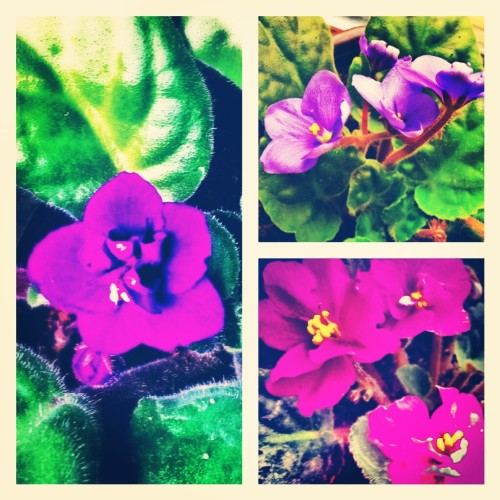 #flowers nature