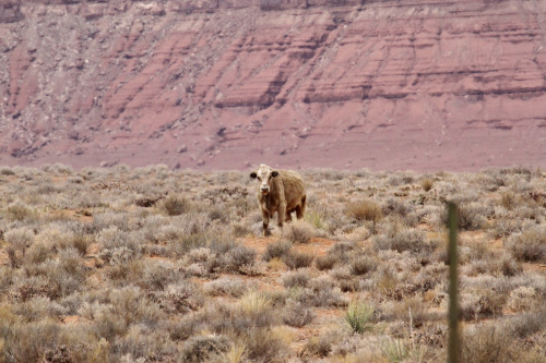 highways-are-liminal-spaces:Vermillion Cliffs and Route 89, ArizonaTaken March 2021