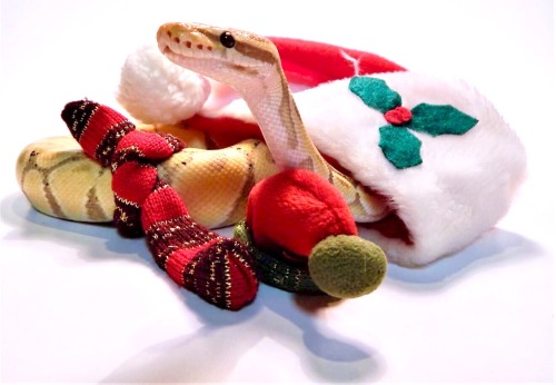 toocutesnoots: Happy Snalidays and Merry Hissmas!!