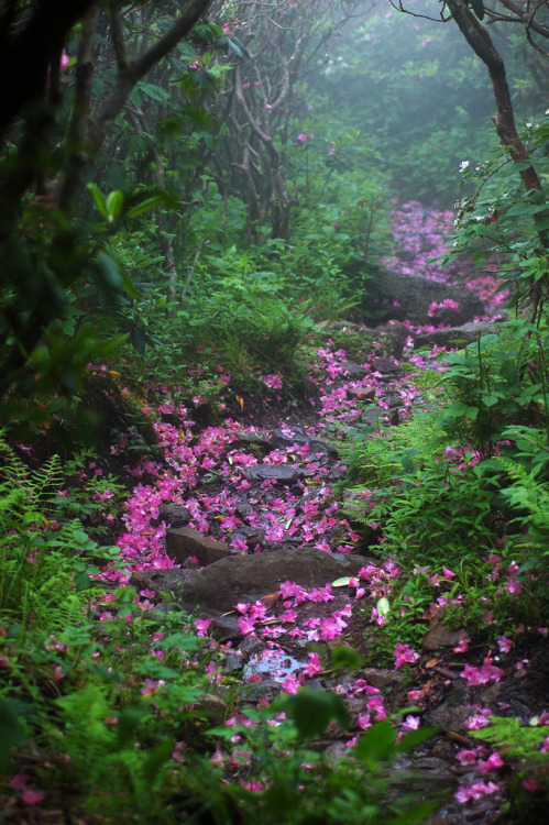 mitlas: rhododendron laden path (by wizard of moz)