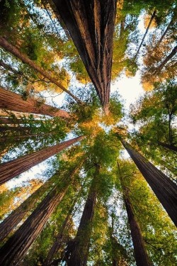 0rient-express:  Redwoods | by Sébastien