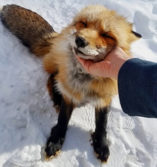 The Cutest FoxMikdolittle’s Animals