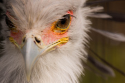 thalassarche:    Secretarybird (Sagittarius serpentarius) - photo by tubasa-wings Birds’ eyelashes are modified feathers, not hairs, but they serve the same purpose they do in mammals: to help keep dust and debris out of the eyes. Most birds have at