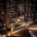 tenniswood: