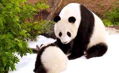 Giant Panda Photos