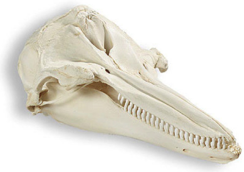 trynottodrown:Skulls of Marine Mammals (L to R) Bottlenose Dolphin - Tursiops truncatus Orca - Orc