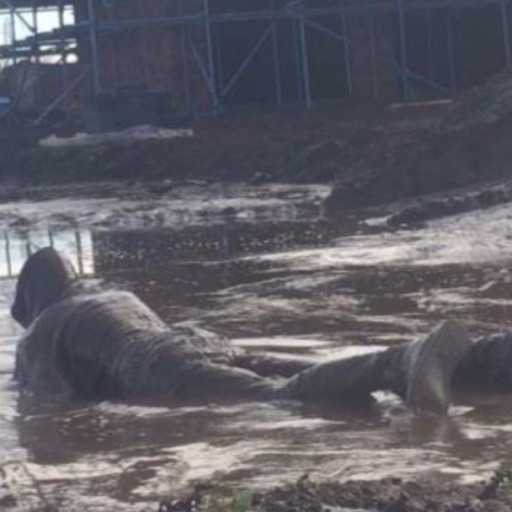 mudmatty:Just relaxing at the building site 😉