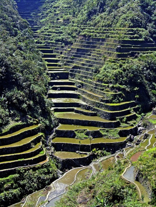 justemoinue2:Banaue Rice Terraces, Ifugao, PhilippinesMost likely 2000 years old