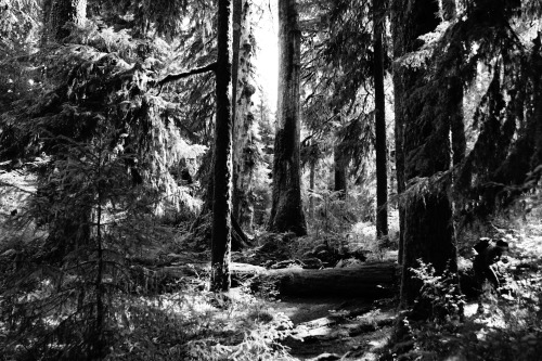 frommylimitedtravels:  ~ Deep green in black and white ~  Hoh Rain Forest - Olympic