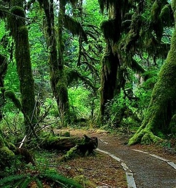 The Hall Of Mosses Trail At The Hoh Rain Forest In Olympic National Park, USA