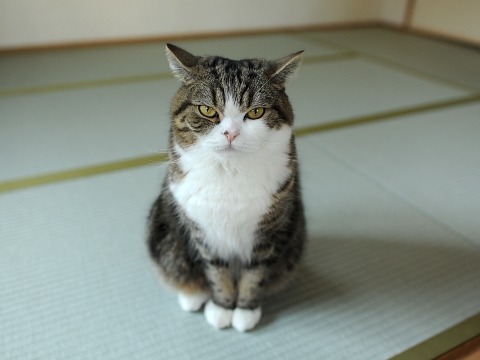 (Maru 2009/2010/2011)