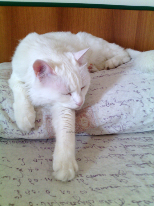 unicagem: Briciola sleeping on my (his) pillow