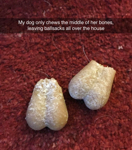 tastefullyoffensive:  (photo by dolphinatelyfishy)