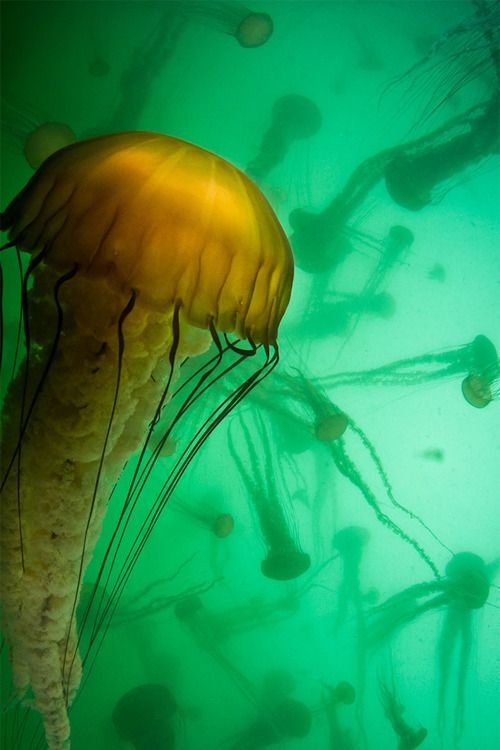 vurtual:  Jelly Smack (by Jason Bradley) 