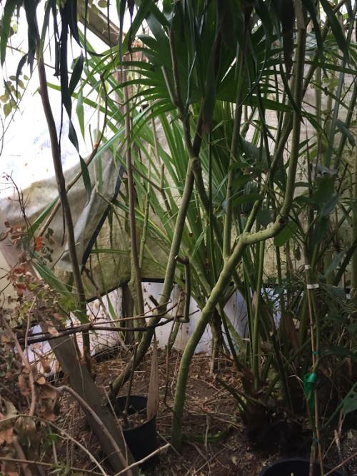 It feels so cleansing and peaceful to be cleaning the dead matter out of our main greenhouse I love 