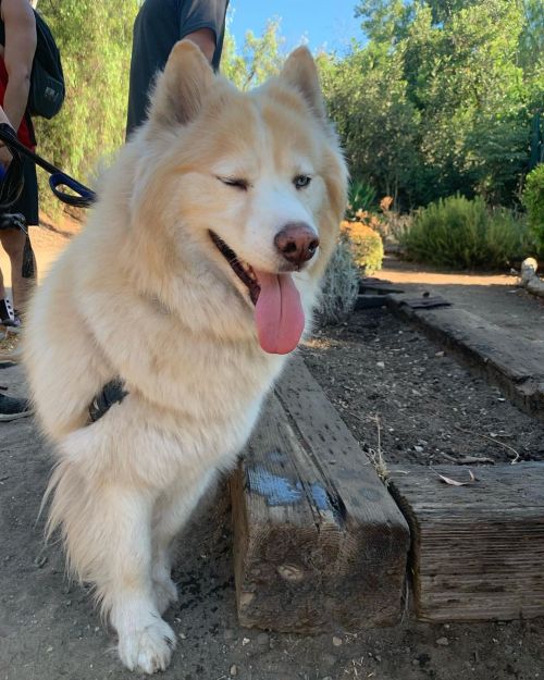 How’s my wink? Did I pass?#natural #fluffy #floof #dogsofinstagram #doggo #germanshepherd #husky #