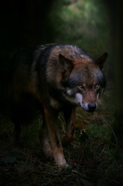 0ce4n-g0d: Shadow Wolf by Foto Foosa 