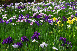 pocula:Japanese Irises