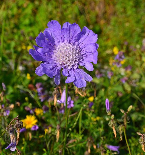 euph0r14:  nature | Violet spark on the meadow porn pictures