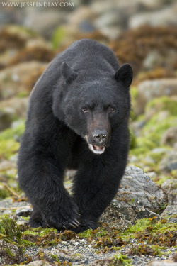 llbwwb:   (via 500px / Black Bear out for