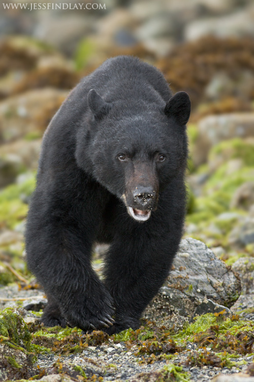 Porn Pics llbwwb:   (via 500px / Black Bear out for