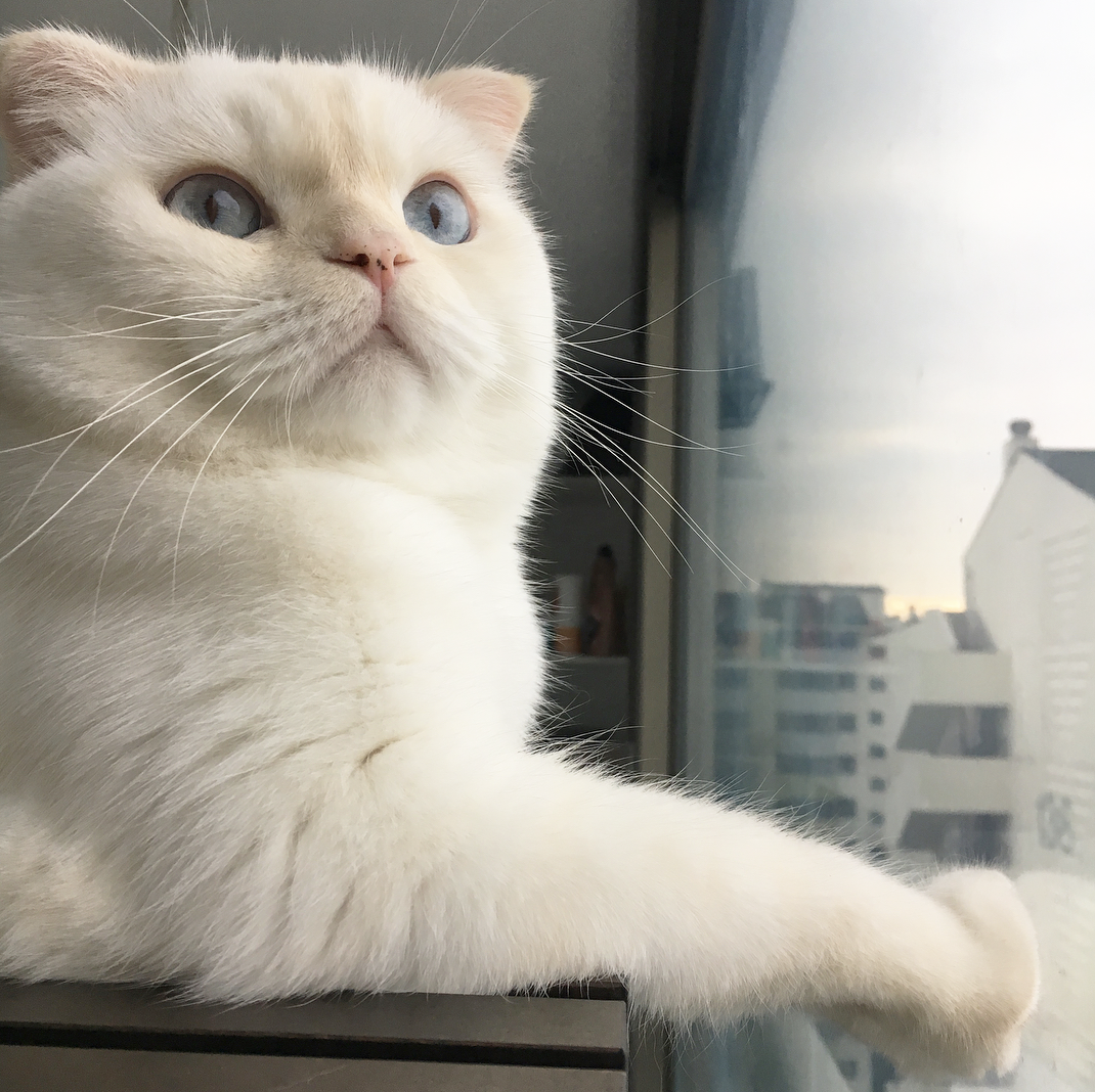 32trbl:  soonmoo_cat
