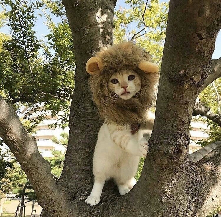 friendly-animals:(Source)