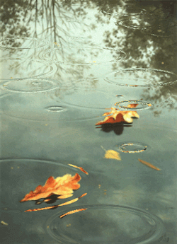 rainydaym00d:  Autumn rain 🍁🍃   4u