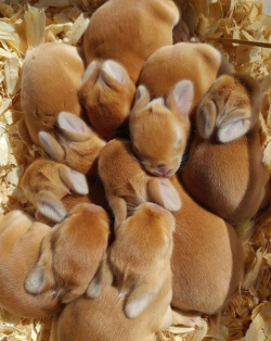 everythingfox:Fresh buns, hot out of the